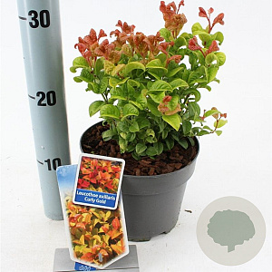 Leucothoe axillaris Curly Gold 20-25 cm 2,0L