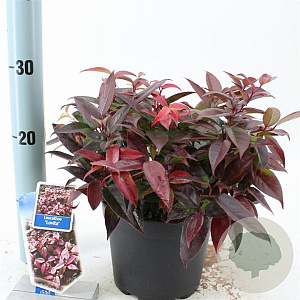 Leucothoe Lovita 25-30 cm 2,0L