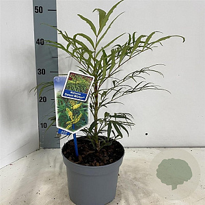 Mahonia eurybracteata Sweet Winter 30-40 cm 2,0L