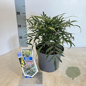 Mahonia Meteor 30-40 cm 2,0L