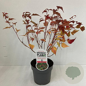 Neillia affinis 30-40 cm 2,0L