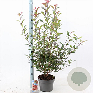 Photinia fraseri Carré Rouge 60-70 cm 5,0L