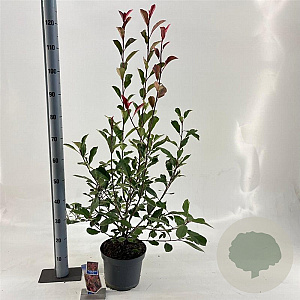 Photinia fraseri Louise 60-70 cm 5,0L