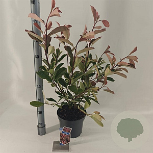 Photinia fraseri Louise 60-70 cm 5,0L