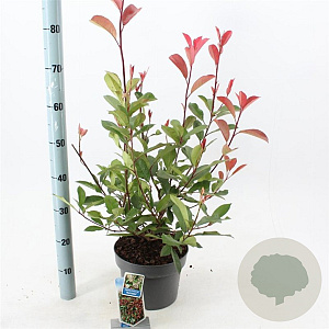 Photinia fraseri 'Red Robin' 60-70 cm 5,0L
