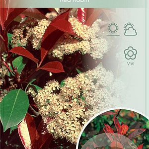 Photinia fraseri 'Red Robin' 90 cm stam 10L