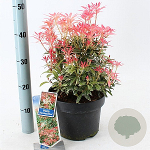 Pieris 'Flaming Silver' 25-35 cm 5,0L