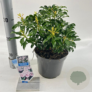 Pieris jap. Pink Passion 20-25 cm 3,0L