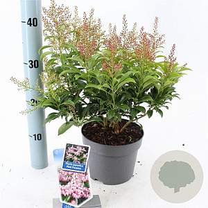 Pieris jap. Pink Passion 20-25 cm 3,0L