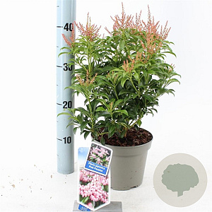 Pieris jap. Pink Passion 20-25 cm 3,0L