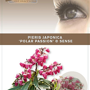 Pieris jap. Polar Passion 25-30 cm 3,0L
