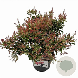 Pieris jap. Polar Passion 25-30 cm 3,0L