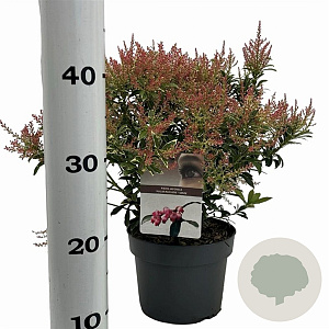 Pieris jap. Polar Passion 25-30 cm 3,0L
