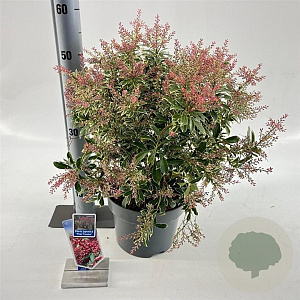 Pieris jap. Polar Passion 30-40 cm 5,0L