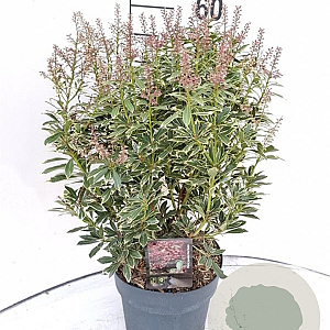 Pieris jap. Polar Passion 30-40 cm 5,0L