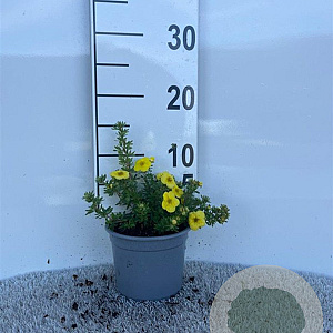 Potentilla f. 'Kobold' 10-15 cm C1.3