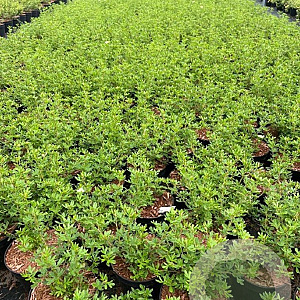 Potentilla f. 'Limelight' 30-40 cm C1.5