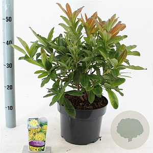 Rhododendron (AK) 'Anneke' 30-40 cm 5,0L