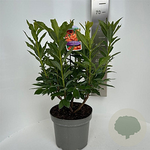 Rhododendron (AK) 'Gibraltar' 30-40 cm 5,0L
