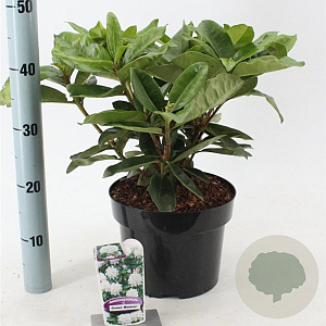 Rhododendron 'Gomer Waterer' 30-40 cm 5,0L