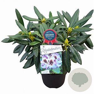 Rhododendron 'Hachmann's Pinguin' 30-40 cm 5,0L