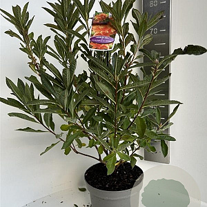 Rhododendron (AM) 'H.H. Witte' 40-50 cm 5,0L