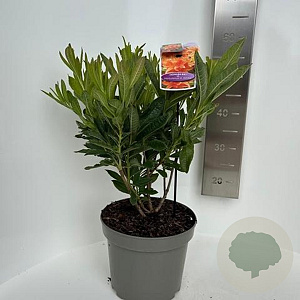 Rhododendron (AM) 'H.H. Witte' 40-50 cm 5,0L