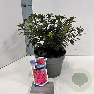 Rhododendron (AJ) 'Kermesina' 20-25 cm 3,0L