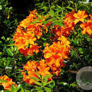 Rhododendron (AM) 'Koningin Emma' 30-40 cm 5,0L