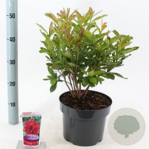 Rhododendron 'Nabucco' 30-40 cm 5,0L