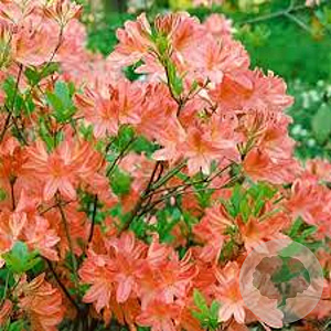 Rhododendron (AM) 'Saturnus' 40-50 cm 5,0L
