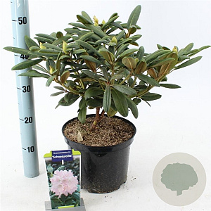 Rhododendron (Y) 'Schneewolke' 25-30 cm 5,0L