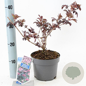 Sambucus nigra Black Beauty 30-40 cm 2,0L