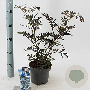 Sambucus nigra Black Lace 30-40 cm 2,0L
