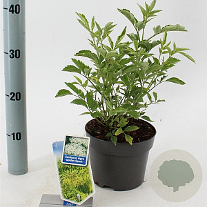 Sambucus nigra Gold Spark 30-40 cm 2,0L