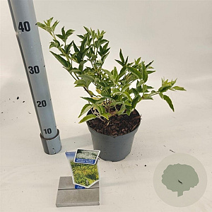Sambucus nigra Gold Spark 30-40 cm 2,0L