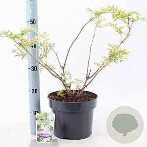 Sambucus nigra Golden Tower 30-40 cm 5,0L