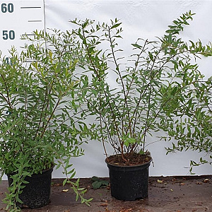 Spiraea arguta 40-60 cm 2,0L