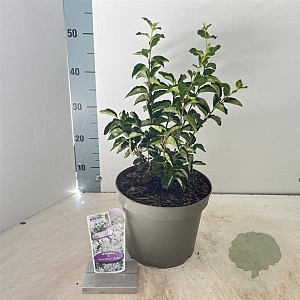 Syringa meyeri Flowerfesta White 40-50 cm 5,0L