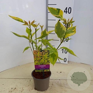 Cornus alba 'Gouchaultii' 25-30 cm P12