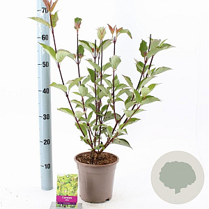 Cornus alba 'Kesselringii' 40-60 cm 2,0L