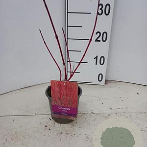 Cornus alba 'Sibirica' 25-30 cm P12