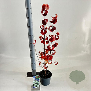 Cornus kousa chinensis 25-30 cm 2,0L