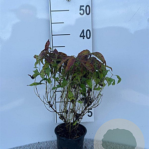 Cornus sericea 'Kelseyi' 25-30 cm C1.3