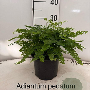 Adiantum pedatum 'Imbricatum' 20-25 cm 2,0L