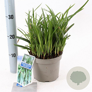 Carex morrowii 'Irish Green' 20-25 cm 2,0L