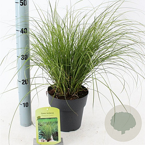 Carex 'Phoenix Green' 20-25 cm 2,0L