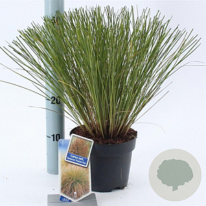 Carex testacea 'Prairie Fire' 20-25 cm 2,0L
