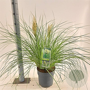 Cortaderia s. Tiny Pampa 50-60 cm 6,5L