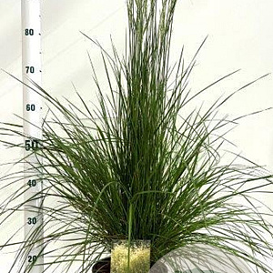 Deschampsia cesp. 'Goldschleier' gm 4,0L